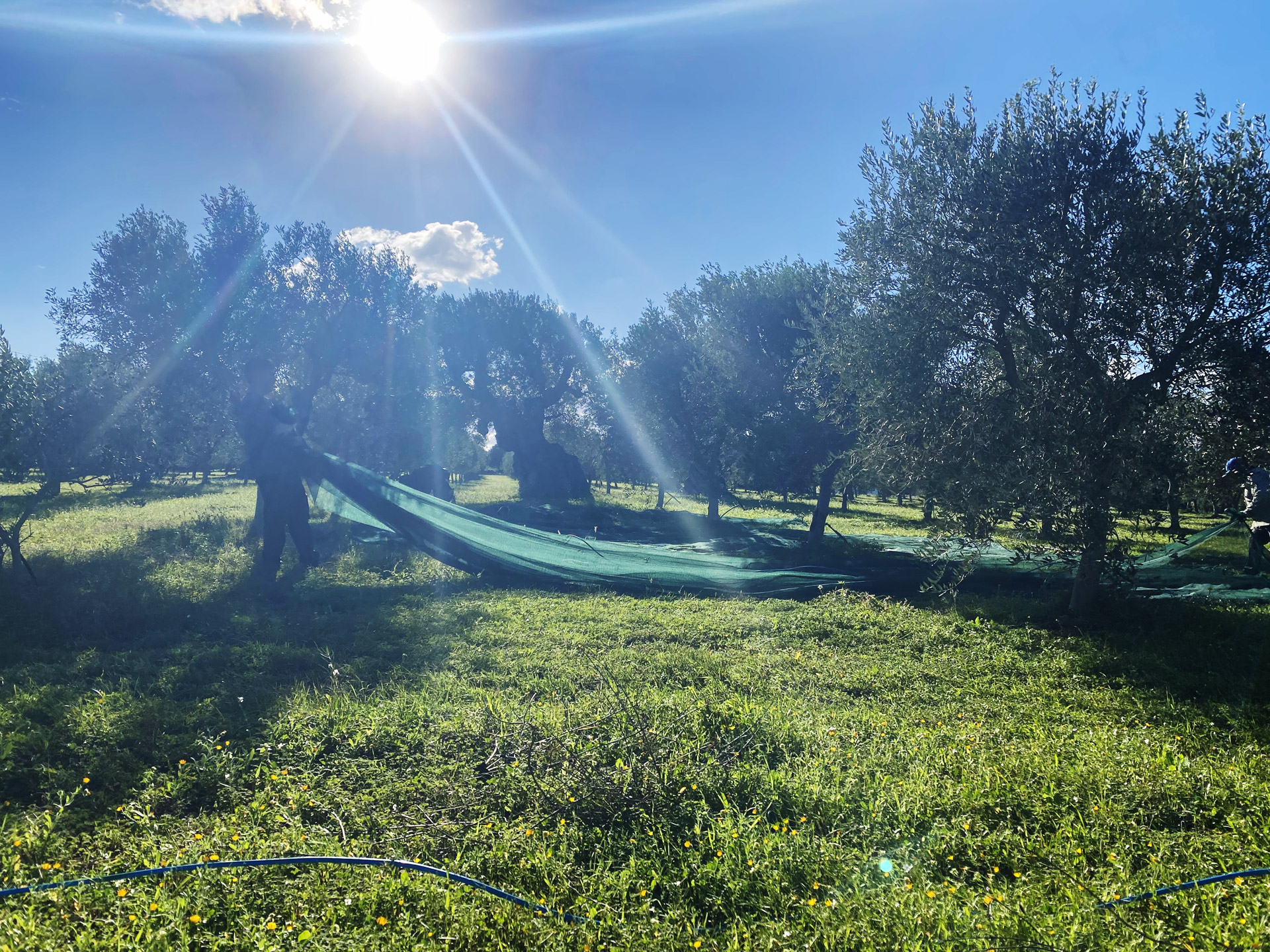 Trattore tra i filari con reti colorate stese sotto gli ulivi