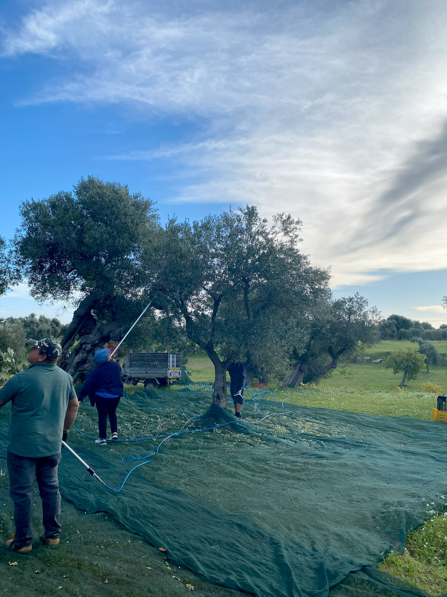 The team helping with the harvest