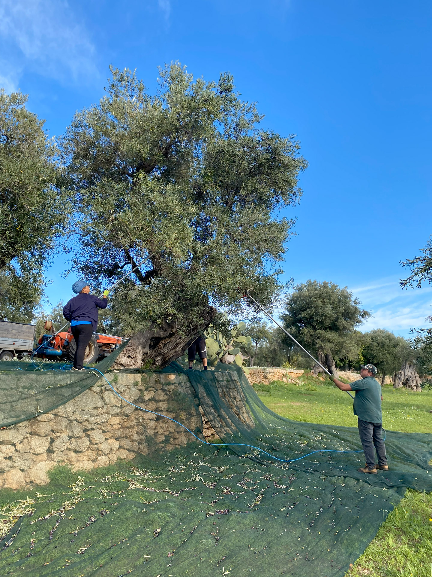 The Team and their tools to harvest with delicacy